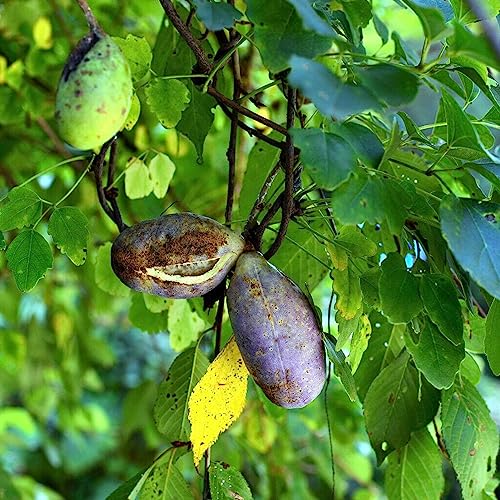 Luojuny Akebia trifoliata Samen, 50 Stück/Beutel, umweltfreundliche dekorative rotbraune Blumen, exotische Schokoladenrankensämlinge für den Balkon Samen von Luojuny