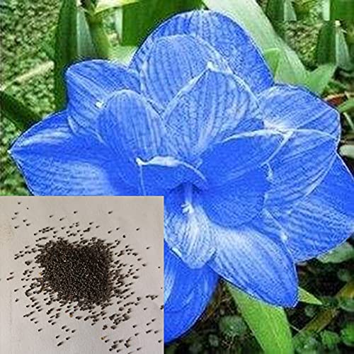 Luojuny Amaryllis Samen duftend leicht zu keimt frische bunte Georgic Bonsai Samen für zu Hause Hellblau von Luojuny