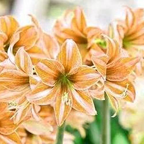 Luojuny Amaryllis Samen duftend leicht zu keimt frische bunte Georgic Bonsai Samen für zu Hause Hellgelb von Luojuny