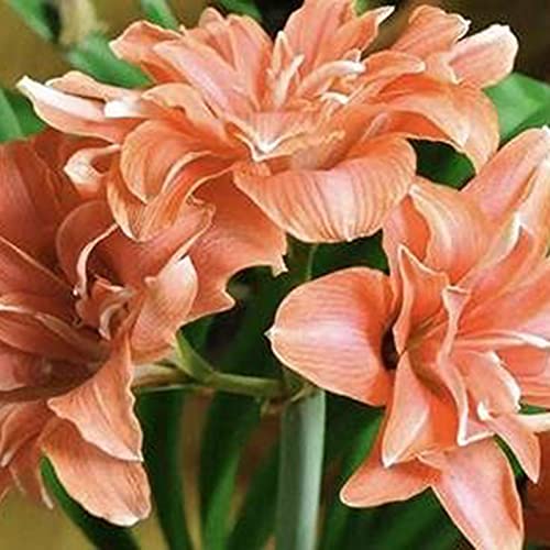 Luojuny Amaryllis Samen duftend leicht zu keimt frische bunte Georgic Bonsai Samen für zu Hause Hellrosa von Luojuny