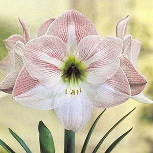 Luojuny Amaryllis Samen duftend leicht zu keimt frische bunte Georgic Bonsai Samen für zu Hause Weiß von Luojuny