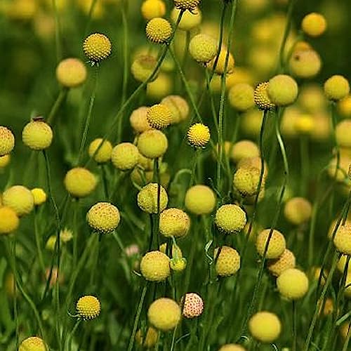 Luojuny Billy Buttons-Samen, 50 Stück/Beutel, gentechnikfreie Blumensamen voller Vitalität, gelb, einfach zu pflanzen, Billy Buttons-Samen zum Pflanzen Samen von Luojuny