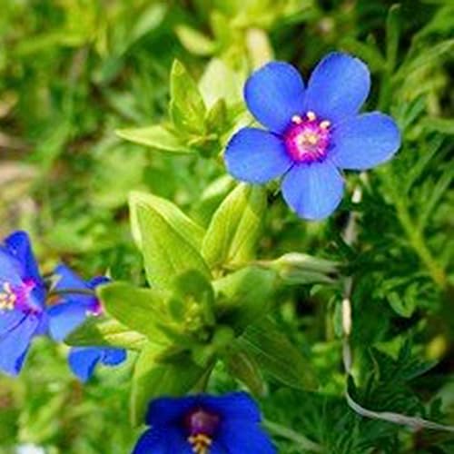 Luojuny Blaue Pimpernel-Samen, 50 Stück/Beutel, blaue Pimpernel-Samen, natürliche, lebensfähige einjährige Zierblumenpflanzensämlinge für Parterre Samen von Luojuny