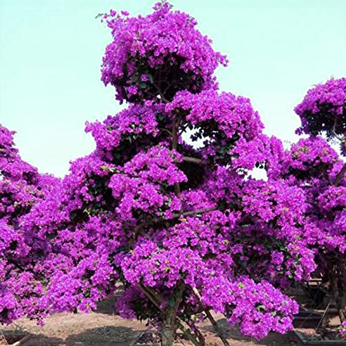 Luojuny Blumensamen frischer feuchter Boden 5 Farben voller Vitalität Bougainvillea-Samen für Hof Lila von Luojuny