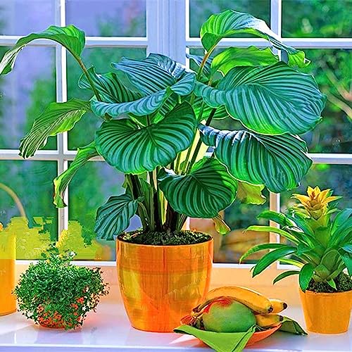 Luojuny Calathea-Samen, 100 Stück/Beutel, Pflanzen-Bonsai-Samen, gemischte Pflanzen, grüne Makoyana-Ananas-Calathea-Samen für das Büro Saatgut von Luojuny