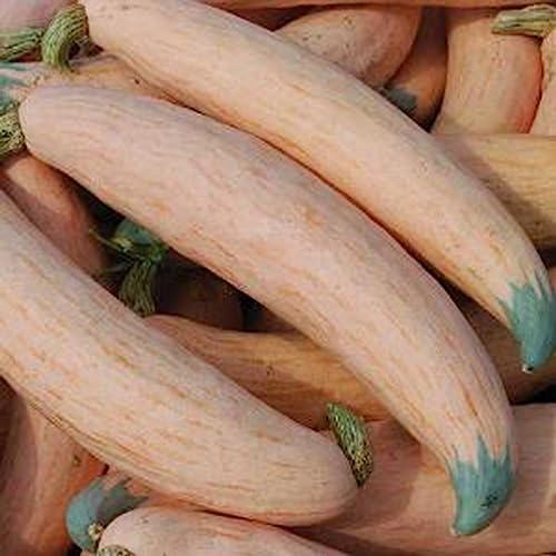 Luojuny Candy Roaster Squash-Samen, 20 Stück/Beutel, schnelles Wachstum, nahrhafte, essbare, lebensfähige Pflanzen-Gemüse-Sämlinge für den Garten NORTH GEORGIA CANDY ROASTER SQUASH Samen von Luojuny