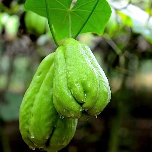 Luojuny Chayote-Samen, 20 Stück/Beutel. Chayote-Samen, Sunshine Need nahrhaftes Vitamin inklusive, natürliche Chayote-Pflanzensamen für den Garten Chayote-Samen von Luojuny