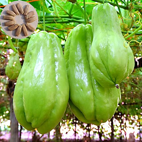 Luojuny Chayote-Samen, 30 Stück/Beutel, Keine Beschädigung, pralle Partikel, hohe Keimrate, produktives Pflanzen im Gartenbau, natürliche Sechium Edule-Gemüsesamen, Gartenbedarf Saatgut von Luojuny