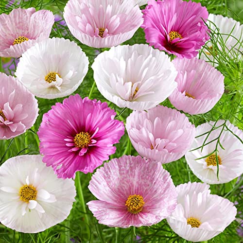 Luojuny Cosmos Blush-Samen, 50 Stück Blumensamen, produktiv, attraktiv, georgisch, natürlich, Cosmos Blush-Samen, Gartenzubehör Saatgut von Luojuny