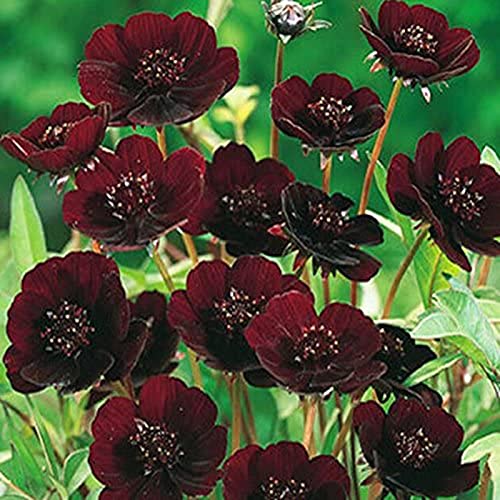 Luojuny Cosmos Seeds, 200 Stück, auffällige Blumensamen, schnelle Keimung, reichhaltiger Duft, Schokoladen-Cosmos, dekorative Topfsamen für den Garten Schokoladen-Kosmos-Samen von Luojuny