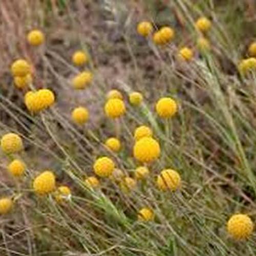 Luojuny Craspedia Globosa-Samen, 100 Stück/Beutel, Craspedia Globosa-Samen, natürliche, produktive jährliche Zierblumen-Bonsai-Sämlinge für den Garten Samen von Luojuny