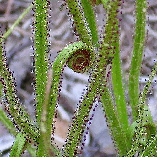 Luojuny Drosophyllum lusitanicum-Samen, 50 Stück/Beutel, trockene Erde, fantastisches Grün voller Vitalität, fleischfressende Pflanzensamen für den Außenbereich Samen von Luojuny