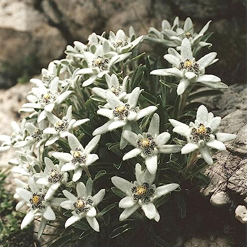 Luojuny Edelweiß-Samen, 100 Stück/Beutel Edelweiß-Samen, hoher Ertrag, voller Vitalität, geoponische weiße Blüten-Edelweiß-Samen für den Garten Edelweiss Samen von Luojuny