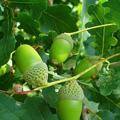 Luojuny Eichensamen, 5 Stück/Beutel, Eichensamen, mehrjährig, vollsonnig, gute Ernte, umweltfreundliche Gartensamen für Zuhause Samen von Luojuny