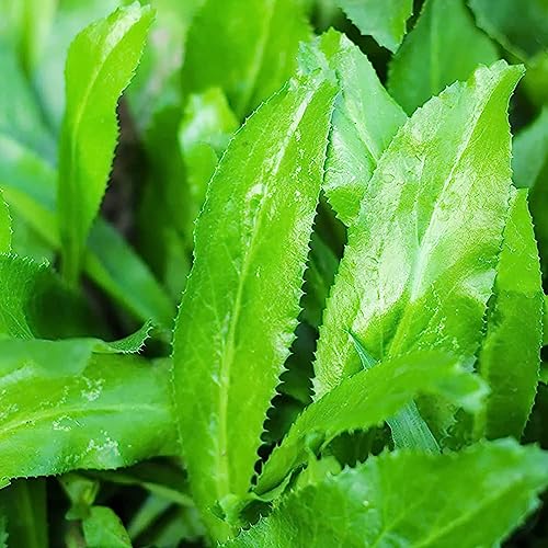 Luojuny Eryngium Foetidum-Samen, 200 Stück/Beutel, Eryngium Foetidum-Samen, fruchtbar, essbar, mehrjährig, einfach zu pflanzende Gemüsesämlinge für den Bauernhof Samen von Eryngium foetidum von Luojuny