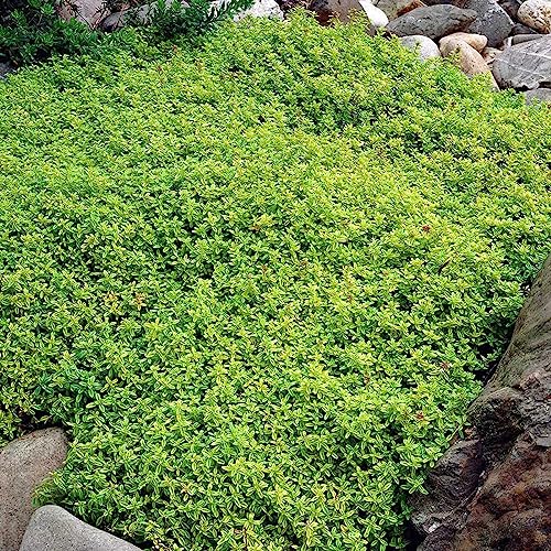 Luojuny Felsenkresse-Samen, 500 Stück/Beutel, Felsenkresse-Samen, einfach zu züchtende Bodendecker-Blumen, mehrfarbige Grasland-Pflanzensamen für Rasen Grün von Luojuny