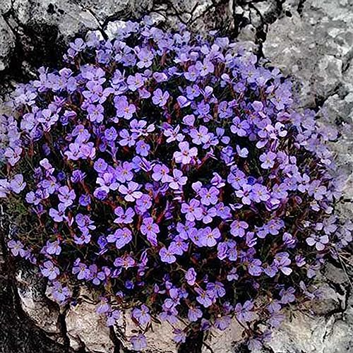 Luojuny Felsenkresse-Samen, 500 Stück/Beutel, Felsenkresse-Samen, einfach zu züchtende Bodendecker-Blumen, mehrfarbige Grasland-Pflanzensamen für Rasen Hellblau von Luojuny