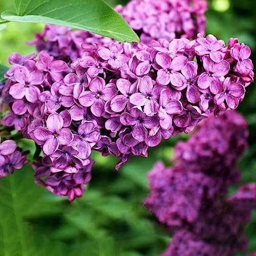 Luojuny Fliedersamen, 25 Stück/Beutel, Fliedersamen, ertragreiche lila Blüten, einfach zu kultivierende natürliche Flieder-Sämlinge für Bonsai Syringa vulgaris-Samen von Luojuny