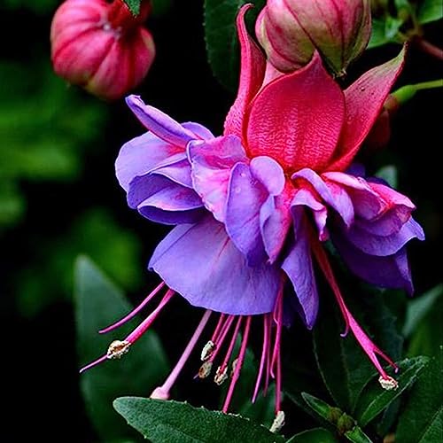 Luojuny Fuchsia Hybrida-Samen, 100 Stück/Beutel. Fuchsia Hybrida-Samen, gemäßigte, schöne, schnell wachsende Blumensamen mit mittlerer Bewässerung für den Balkon Samen von Luojuny