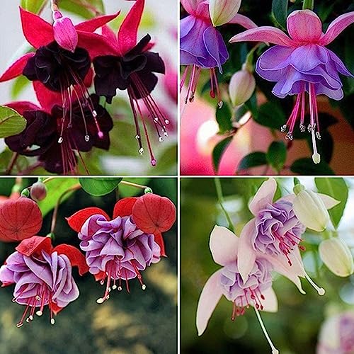 Luojuny Fuchsia Hybrida-Samen, 200 Stück/Beutel. Fuchsia Hybrida-Samen, natürlich, voller Vitalität. Warm. Bevorzugen Sie produktive Fuchsia Hybrida-Samen für Bonsai Fuchsia Hybrida Samen von Luojuny