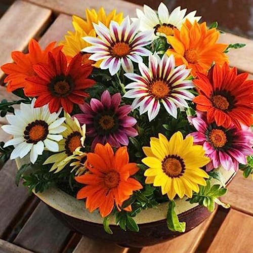 Luojuny Gazania Rigens-Samen, 50 Stück/Beutel. Gazania Rigens-Samen, mehrfarbig, dürreresistent, Sunshine Prefer, Blumensamen mit starker Vitalität für den Garten Gazania Rigens Samen von Luojuny