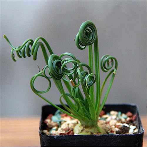 Luojuny Grassamen, 60 Stück/Beutel, Albuca Namaquensis, Samen, haariges Spiralblatt, seltene grüne, mehrjährige Frühlingsgrassamen für das Dach 60 Stk Saatgut von Luojuny