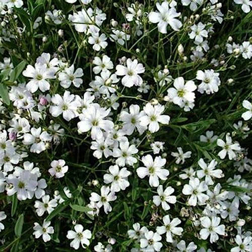 Luojuny Gypsophila Paniculata-Samen, 100 Stück/Beutel, Gypsophila Paniculata-Samen, Stauden voller Vitalität, weißes Licht, Bewässerungsblumensamen für den Balkon Gypsophila-Samen von Luojuny