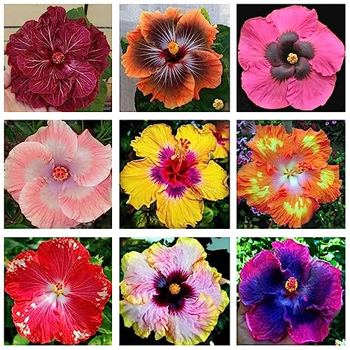 Luojuny Hibiscus Coralline-Samen, 200 Stück/Beutel Hibiscus Coralline-Samen Rustic Sunshine Prefer Flourishing Vibrant Vibrant Hibiscus Coralline-Samen für Bonsai Hibiskus Coralline Samen von Luojuny