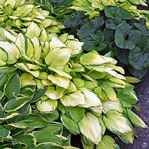 Luojuny Hosta-Samen, 50 Stück Hosta-Samen, umweltfreundlich, hohe Überlebensrate, grüne Farbe, Bonsai-Hosta-Pflanze, Topfsamen für Zuhause Grün von Luojuny