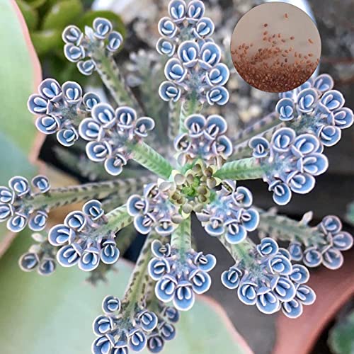 Luojuny Kalanchoe-Samen, 100 Stück, saftig, einfach zu züchten, produktiv, wetterbeständig, tropische Gartendekoration, dekorative Blumen, Pflanzen, Balkon, Garten, Kalanchoe-Samen, Gartenbedarf S von Luojuny