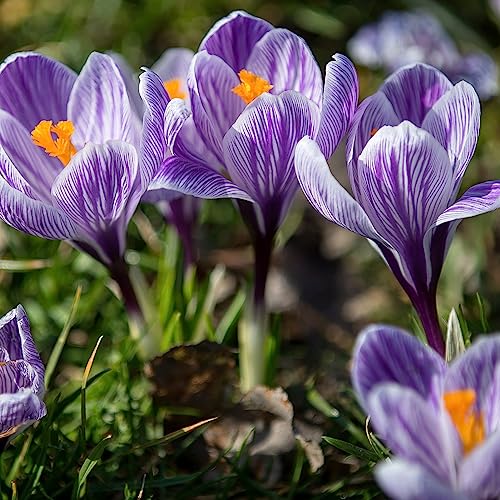 Luojuny Krokussamen, 50 Stück Gartensamen, umweltfreundlich, schnelle Keimung, Bonsai-Krokusse, Blumen-Topfsamen für Zuhause Samen von Luojuny