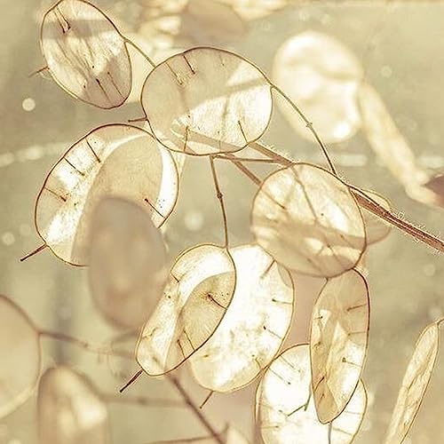 Luojuny Lunaria Annua-Samen, 20 Stück, Lunaria Annua-Samen, lebensfähige, hochkeimende, dekorative, blühende Gartensämlinge für den Hinterhof Samen von Luojuny