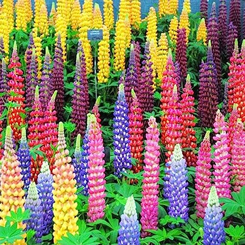 Luojuny Lupinensamen, 200 Stück/Beutel, mehrjährige Lupinensamen, einfach zu pflanzen, gemischte Farben, Bonsai-Gartenblumensamen für Zuhause Lupinus Texensis-Samen von Luojuny