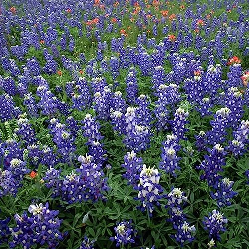 Luojuny Lupinus-Samen, 500 Stück/Beutel, süße Lupinus-Samen, einfach zu pflanzen, blaue Lupinus texensis-Blumensamen für den Garten Bluebonnet-Samen von Luojuny