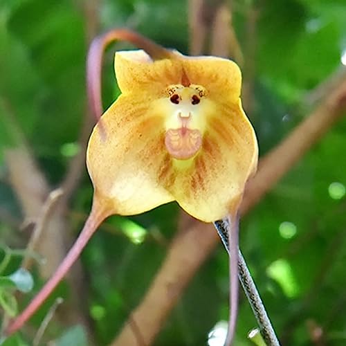 Luojuny Orchideensamen, 20 Stück/Beutel, seltene, spezielle Form, tragbare, belebende Blumensamen für den Balkon Gelb Affengesichts-Orchideen-Blume von Luojuny