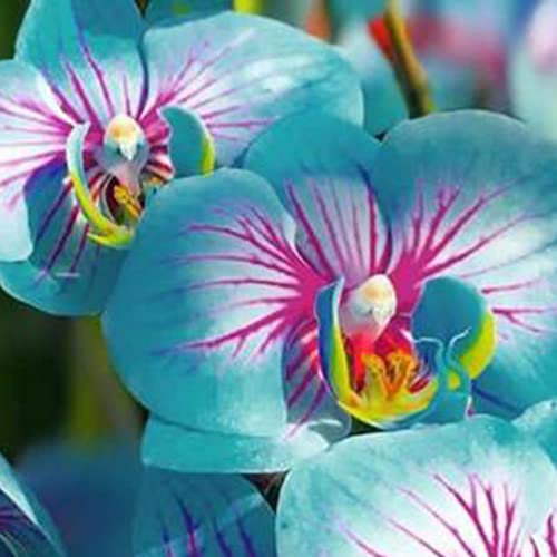 Luojuny Orchideensamen, 200 Stück/Beutel, Phalaenopsis-Samen, gute Ernte, schnell wachsend, attraktive, leuchtende Orchideensamen für den Balkon Phalaenopsis-Samen von Luojuny