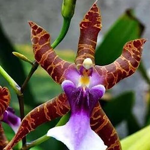 Luojuny Orchideensamen, 50 Stück/Beutel, seltene, immergrün blühende, dekorative Blumen-Bonsai-Sämlinge für den Balkon Samen von Luojuny