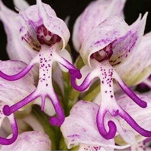 Luojuny Orchis Italica-Samen, 100 Stück/Beutel Orchis Italica-Samen blühen attraktive, pflegeleichte, stark bewässernde Blumensamen für den Außenbereich Saatgut von Luojuny