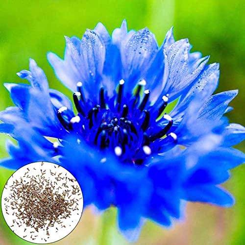 Luojuny Pflanzensamen Samen fantastisch lebendig tief in fetter Bonsai pflanzen blauen Kornblumen-Blumensamen für Bauernhof von Luojuny