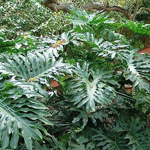 Luojuny Philodendron-Samen, 100 Stück/Beutel. Philodendron-Samen, einfach zu Pflanzen, umweltfreundlich, Sunshine Prefer Zimmerpflanze, Philodendron-Bonsai-Samen für den Balkon Saatgut von Luojuny
