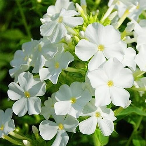 Luojuny Phlox-Samen, 50 Stück/Beutel, Phlox-Samen, schnelles Wachstum, blühende weiße Blüte, Sonnenschein, bevorzugen Phlox-Sämlinge für den Balkon Samen von Luojuny