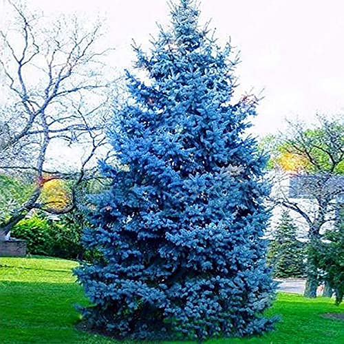 Luojuny Picea Pungens-Samen, 150 Stück/Beutel, produktive, zugfeste, schnell wachsende Bonsai-Garten-Blaufichten-Samen für den Garten Blau von Luojuny