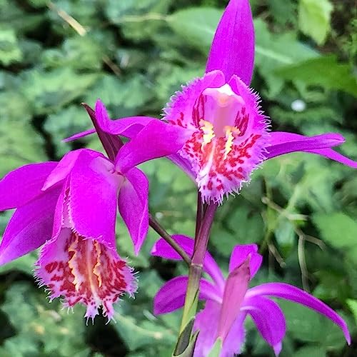 Luojuny Pleione-Samen, 30 Stück/Beutel Pleione-Samen, umweltfreundliche, schnell wachsende mehrjährige dekorative Orchideensämlinge für den Garten Violett von Luojuny