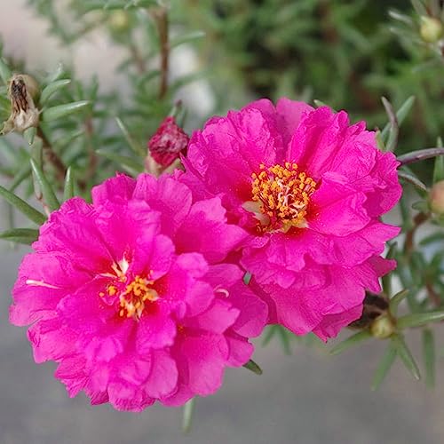 Luojuny Portulaca Grandiflora-Samen, 500 Stück/Beutel, gentechnikfreie mehrjährige blühende Pflanzen, gemischte Farben, hohe Keimfähigkeit, Blumensamen für Zuhause Saatgut von Luojuny