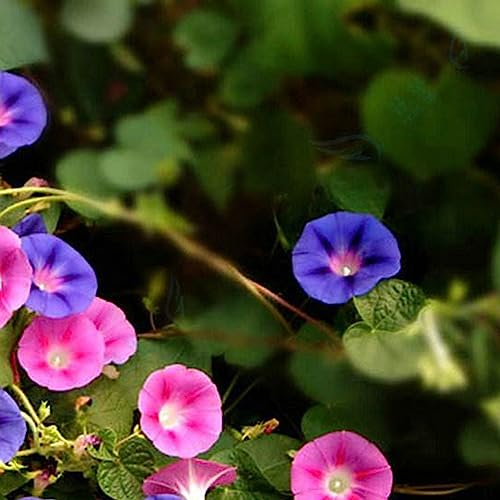 Luojuny Prunkwinden-Samen, 1 Beutel Prunkwinden-Samen, hohe Überlebensrate, natürlicher Bonsai, produktive rot-blaue Blumensamen für den Garten Morning Glory-Samen von Luojuny