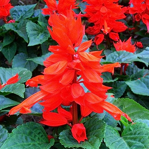 Luojuny Red-SageSeeds, 50 Stück Red-Sage Seeds, natürlicher heliophiler Halbstrauch, mehrjährige Zier-Bonsai-Pflanzensämlinge für den Garten Samen von Luojuny