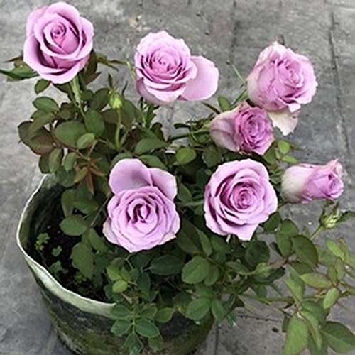 Luojuny Rosensamen, 1 Beutel Samen, produktive, ertragreiche, natürliche Rosensamen mit hoher Überlebensrate für Zuhause Violett von Luojuny
