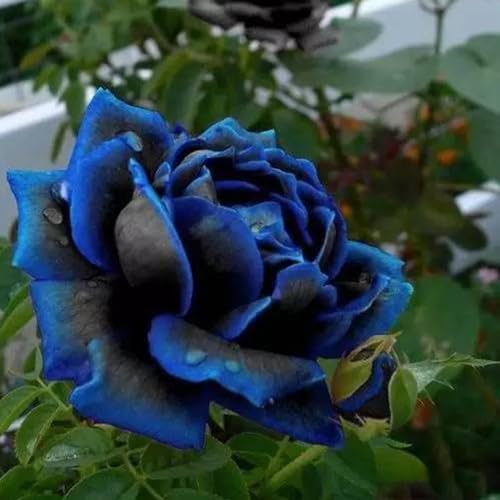 Luojuny Rosensamen, 20 Stück/Beutel, Rosensamen, süß, einfach zu pflanzen, blaue mehrjährige Pflanze, Bonsai-Blumensamen für den Garten 20 Stück blaue Rosensamen von Luojuny