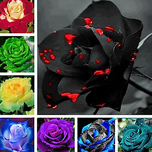 Luojuny Rosensamen, 200 Stück/Beutel, bunte Rosensamen, gentechnikfrei, attraktive Bonsai-Gartenblumensamen für Zuhause Rosensamen von Luojuny