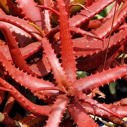 Luojuny Rote Aloe Vera-Samen, 50 Stück/Beutel Rote Aloe Vera-Samen Einfaches Pflanzen von immergrünen, lebensfähigen Sukkulentenpflanzensämlingen mit hoher Keimung für das Dach Samen von Luojuny